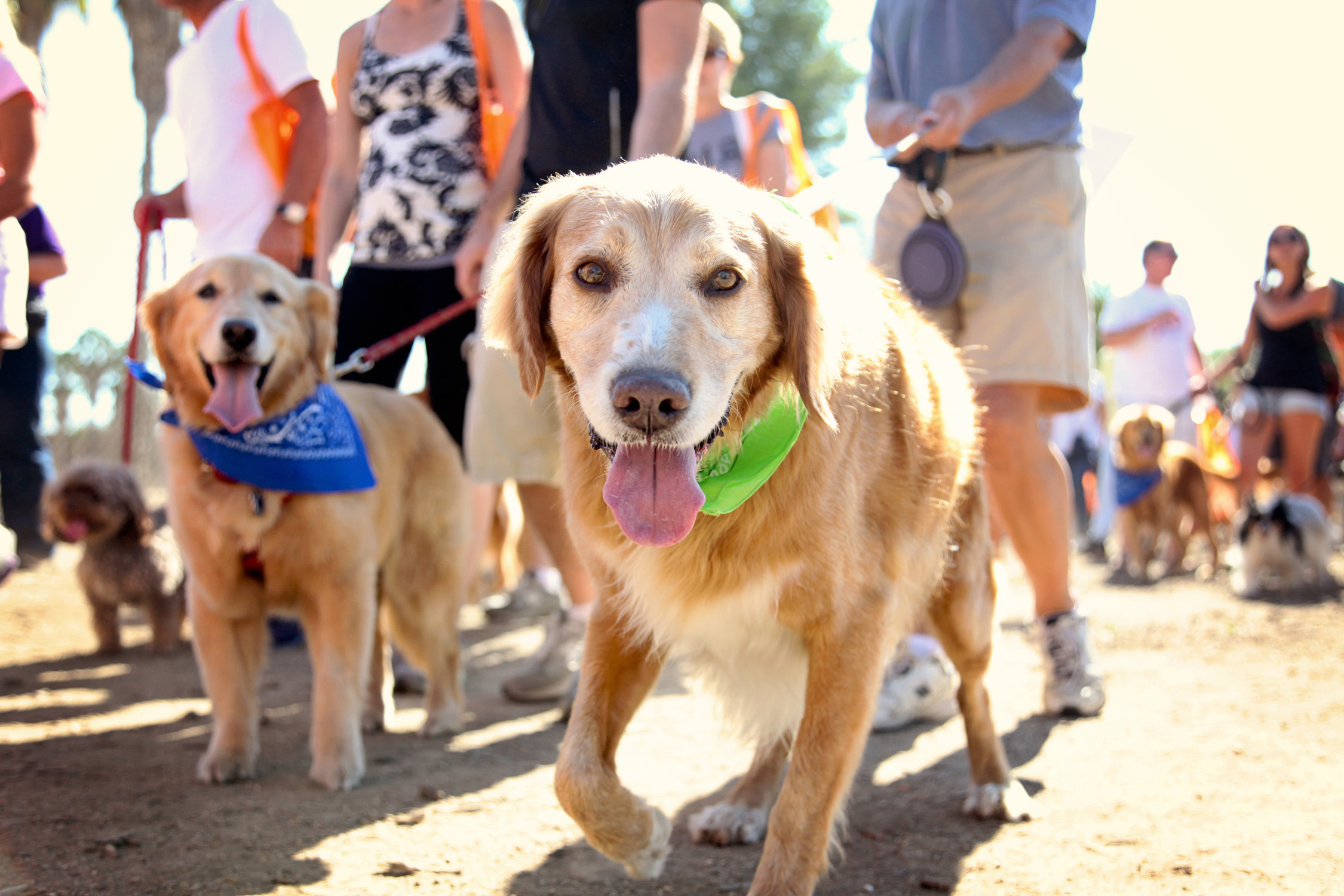 Dogs enjoy the Best Friends Animal Society Strut Your Mutt event at Woodley Park in Van Nuys on Sunday, Sept. 15.