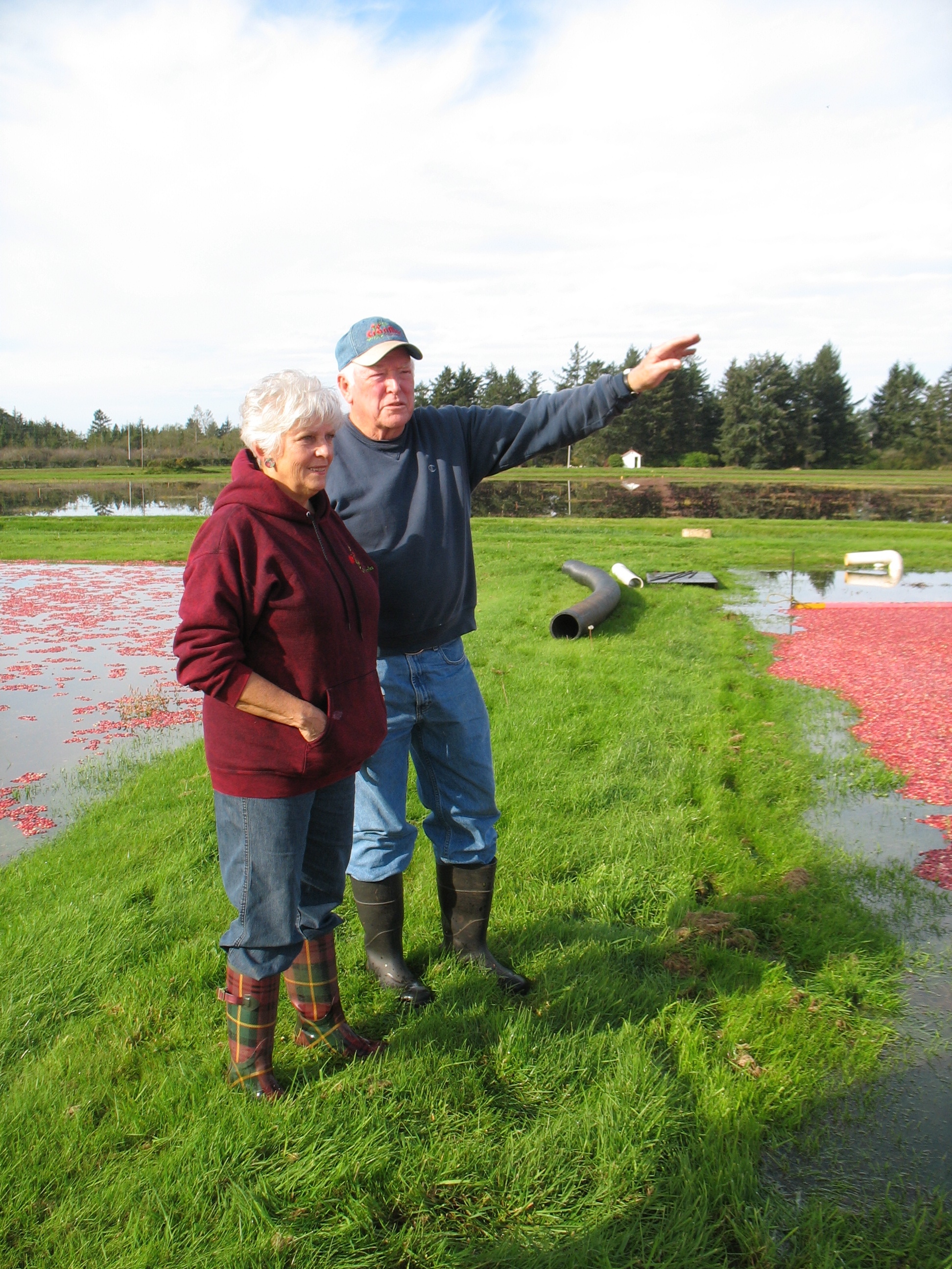 Ardell and Malcolm McPhail, owners, CranMac Farm in Ilwaco, Washington, survey morning cranberry harvest.