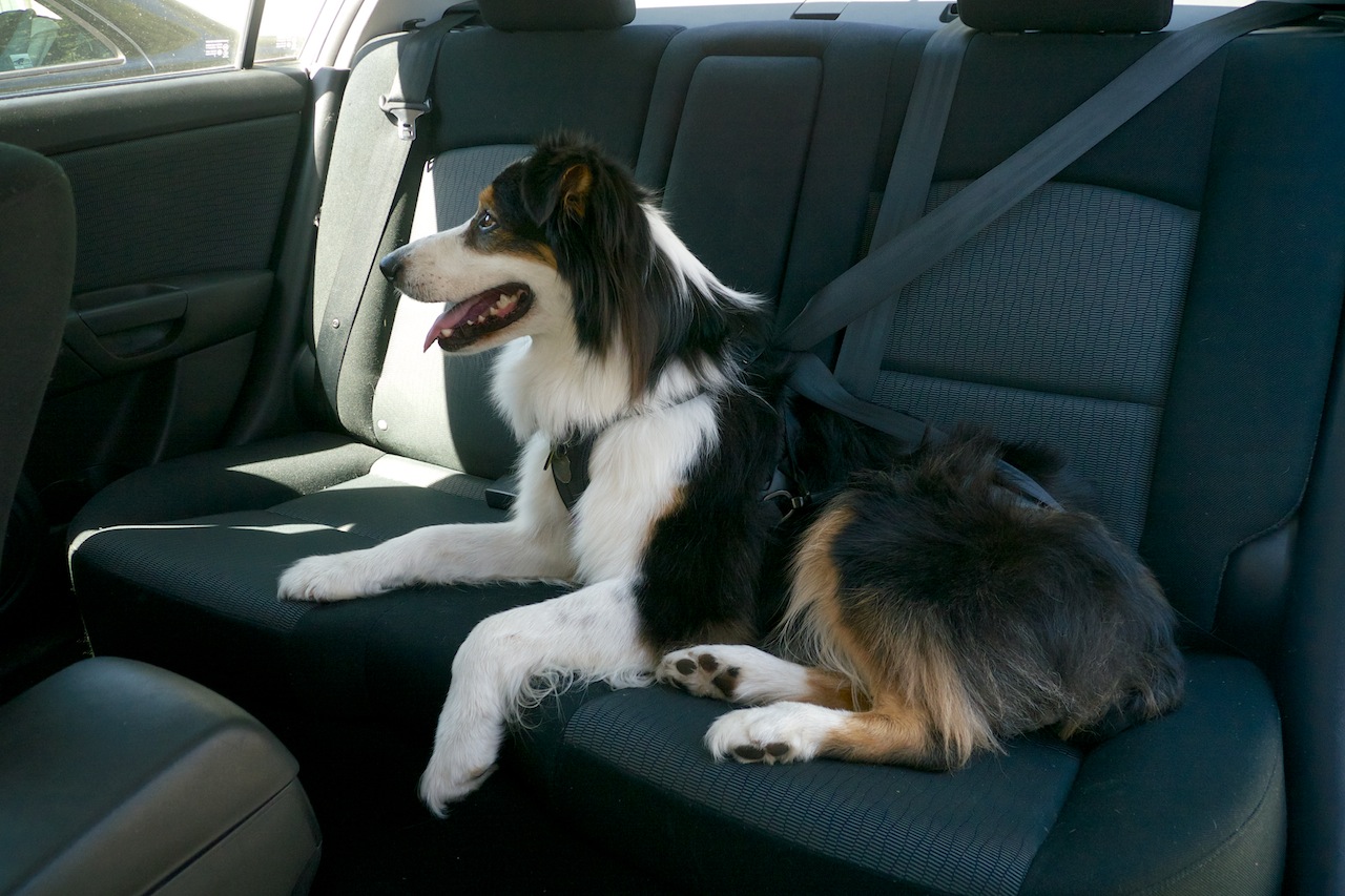 Clickit Utility by Sleepypod keeps pets safe and comfortable in automobiles.