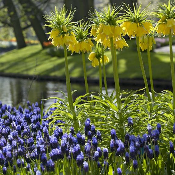 The lucky winner of Longfield Gardens' Garden Giveaway contest will enjoy high quality bulbs, like these Fritillaria Lutea Maxima and muscari.