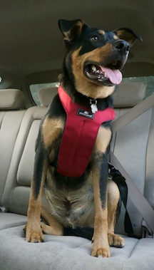 Clickit Utility by Sleepypod is the first three-point dog safety harness.