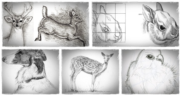 drawing animals in pencil