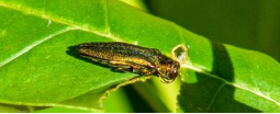 Emerald ash borers are a bright, metallic-green color. They are approximately ½” long and have a flattened back. They can be mistaken for other green insects, so identification by a professional is ne