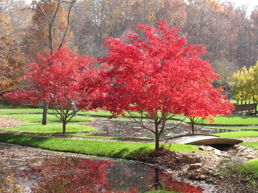 Japanese Maples Festival Blooms Gibbs Gardens Introducing