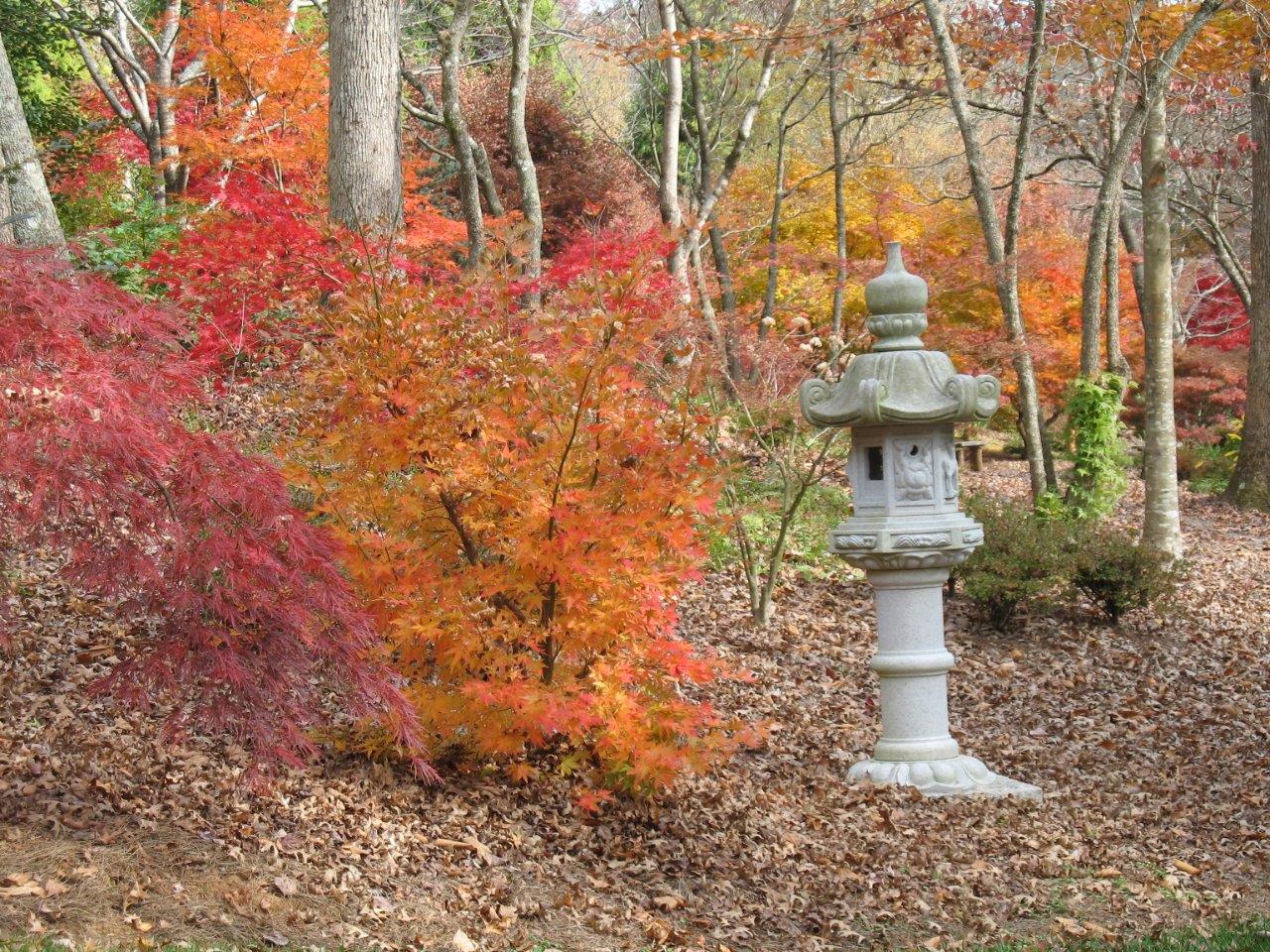 Japanese Maples Festival Oct. 01 - Nov. 15, 2013