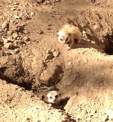 Baby Meerkats Checking Out Mounds