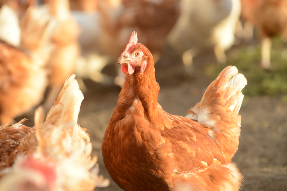 Egg Innovations hen on a free range farm