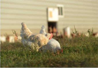 Hens enjoying pasture at an Egg Innovations farm