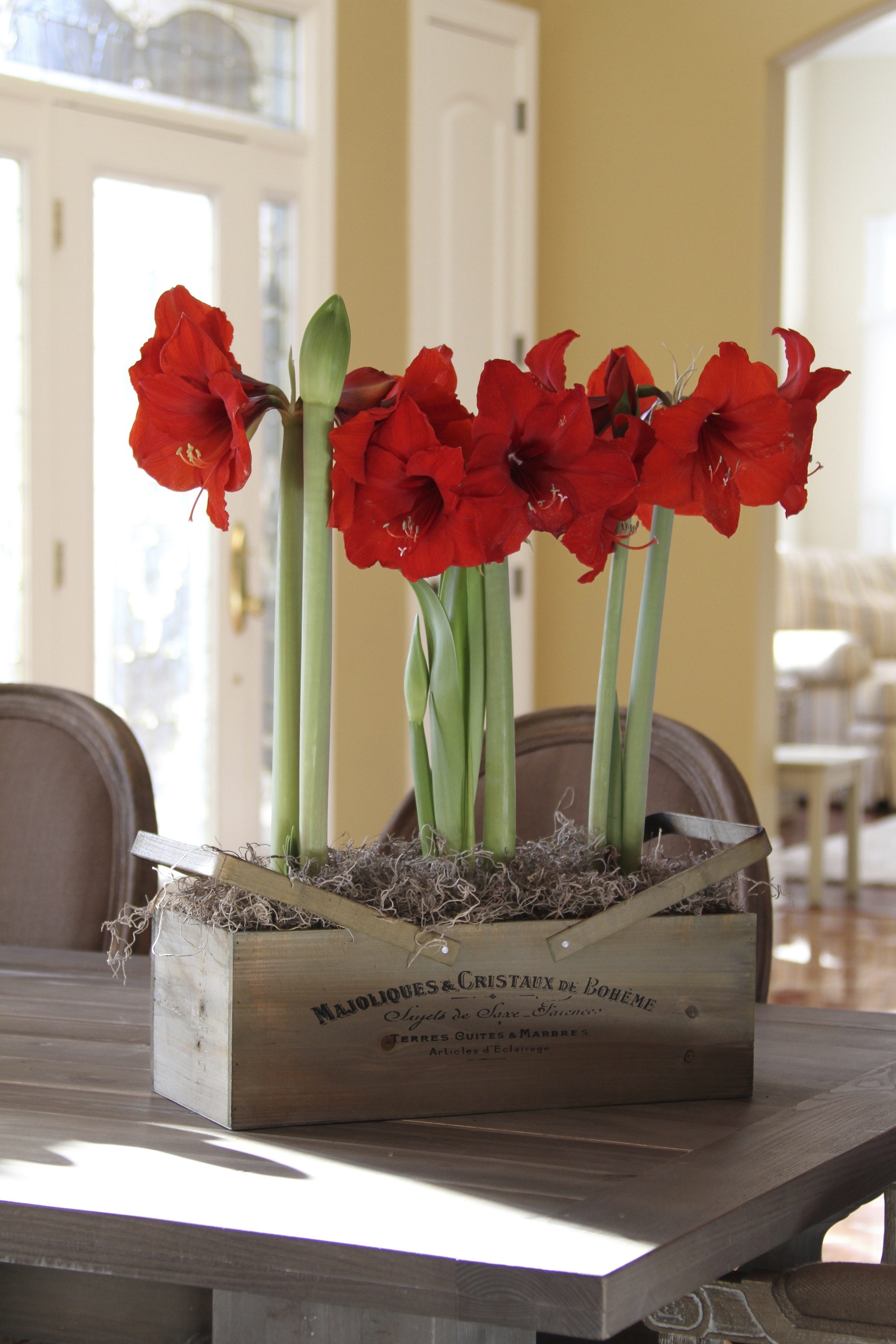 Amaryllis Bulbs are easy to grow and make another great host gift.