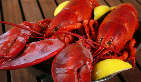 Live Maine Lobsters Delivered by GetMaineLobster.com Now on Special