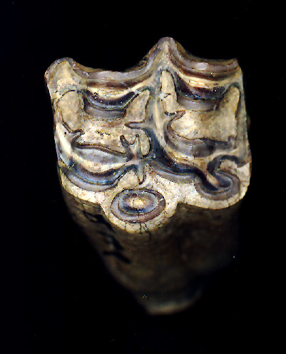 Among the samples studied by researchers at the South Dakota School of Mines & Technology and the New York State Museum was the chewing surface of this tooth from the Miocene horse Scaphohippus.