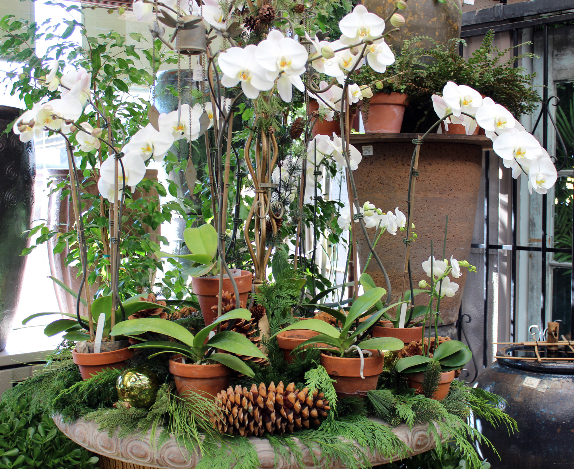 Phalaenopsis Orchids and Pine Cones