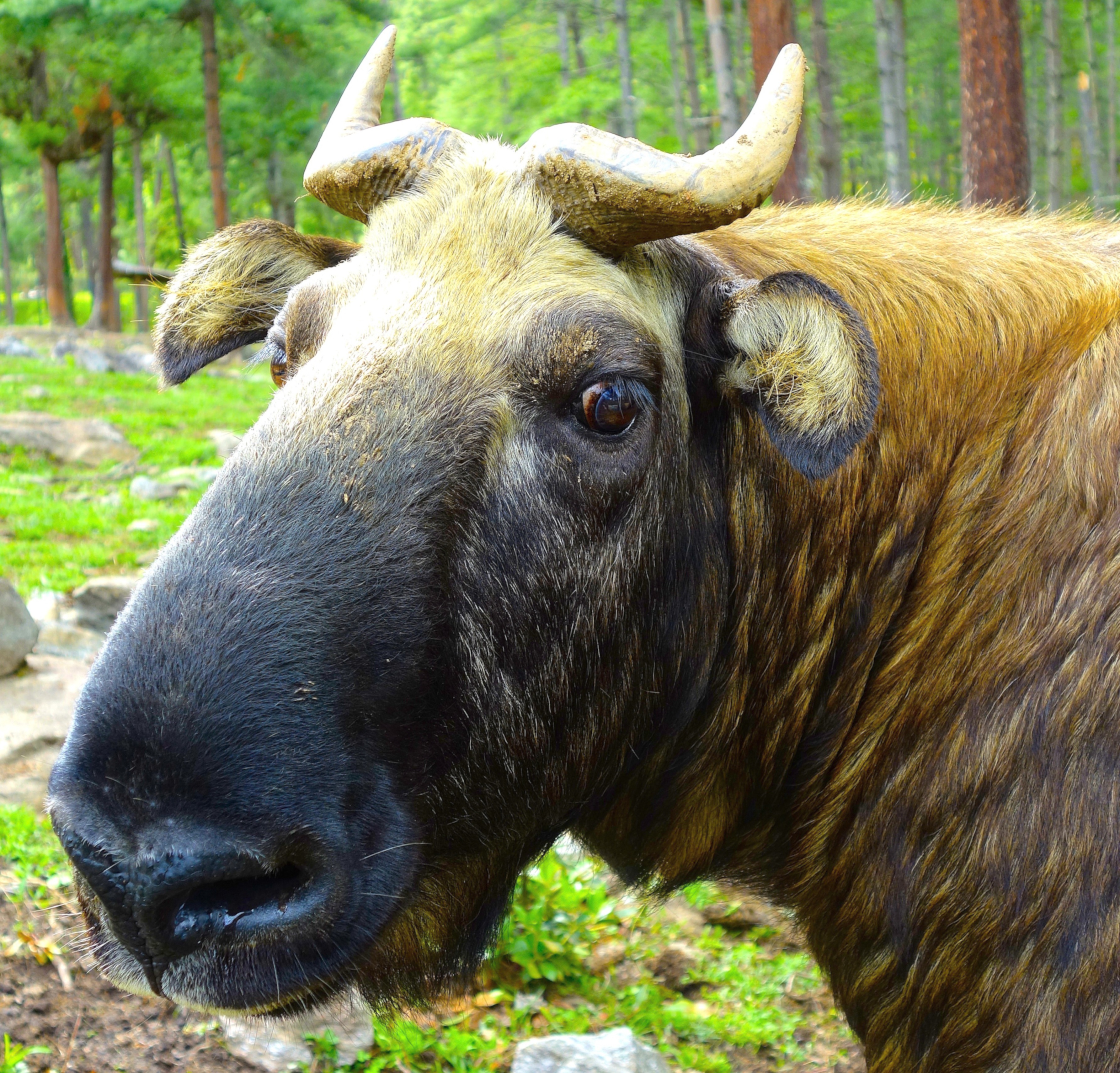 The national animal of Bhutan is a type of goat-antelope called the Takin