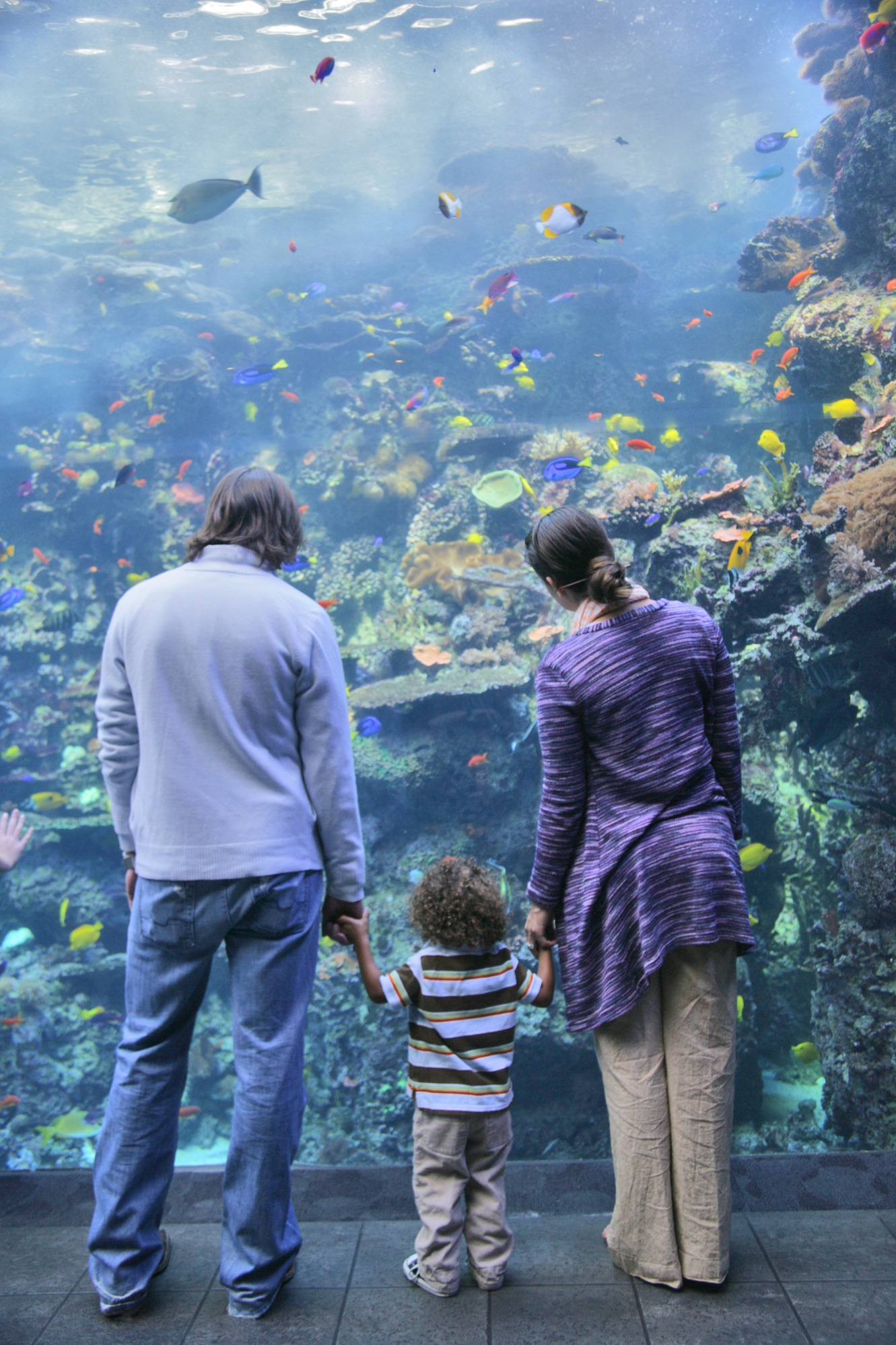 Spend the morning “under the sea” with 100,000 fish friends at the Georgia Aquarium.