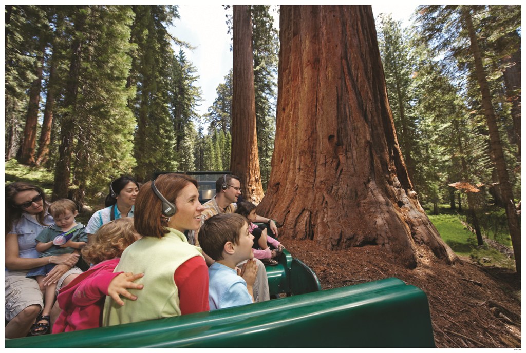 Wonder at the giants of Mariposa Grove on the Big Trees Tram Tour