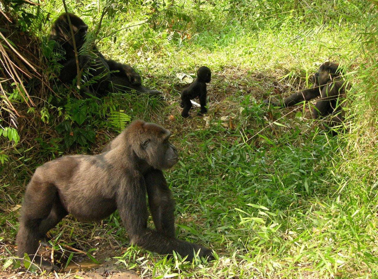 A group of gorillas reintroduced into the wild by The Aspinall Foundation © The Aspinall Foundation