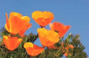 California poppy herb is a key ingredient in MediHerb’s new herbal supplement, Nervagesic, designed for adults dealing with muscle cramps, physical tension and discomfort.