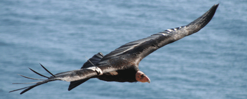 California Condor Flying Over the Coast