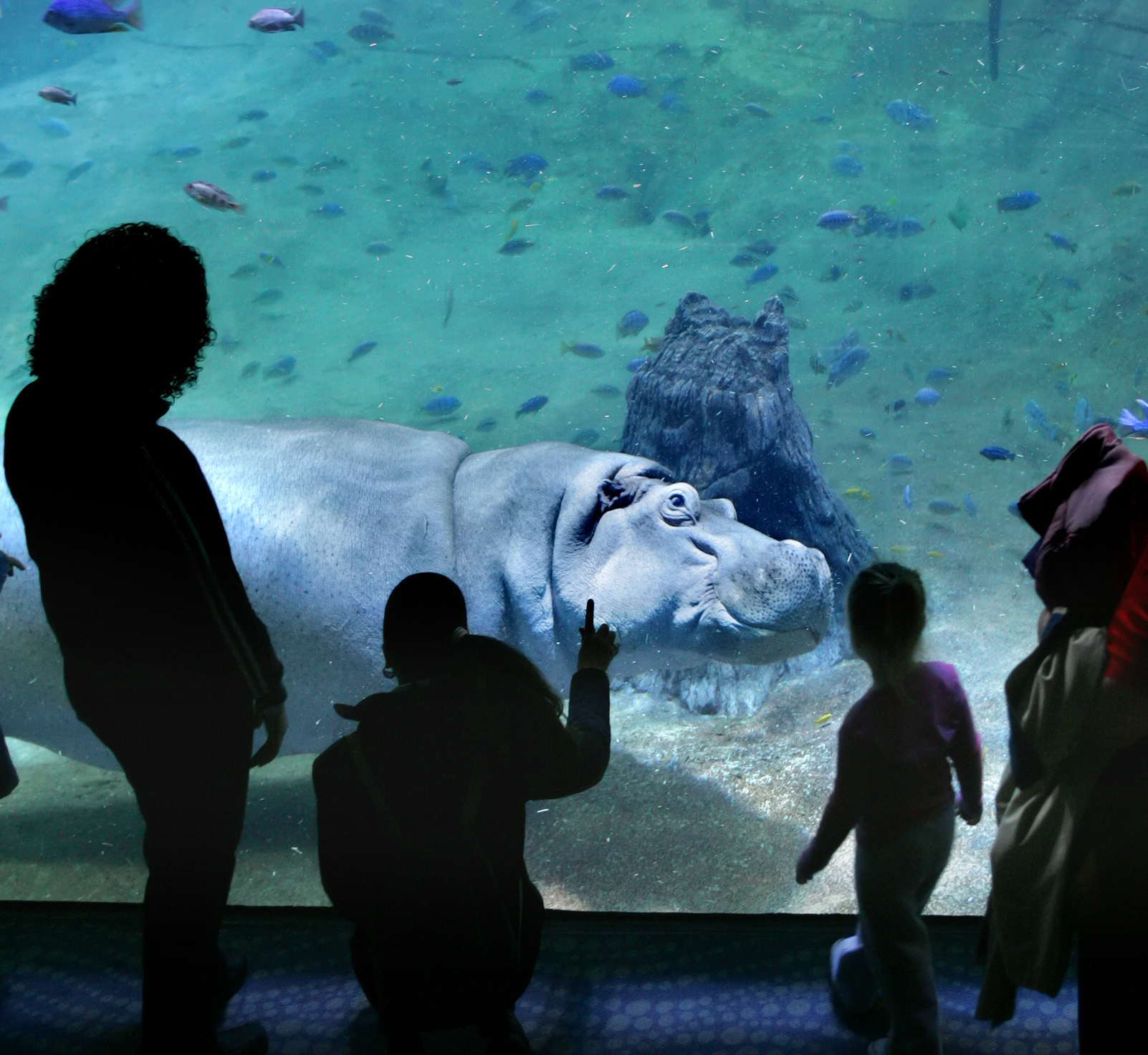 Adventure Aquarium's Hippo Haven unveils in 2014