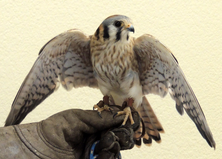 "Kiki" the kestrel will be at the party too!