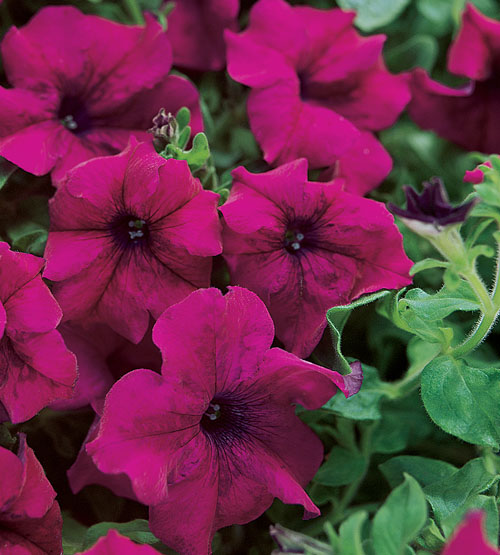 Surfinia Trailing Magenta Petunia is perfect for hanging baskets or containers
