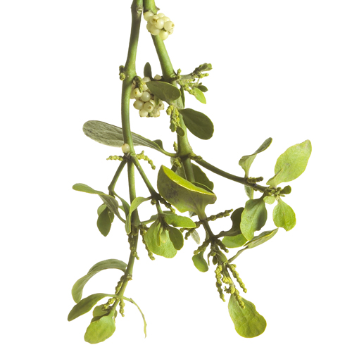 Bulk Mistletoe