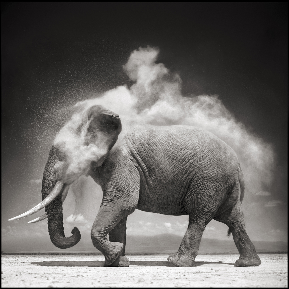Nick Brandt (England, b. 1966). "Elephant with Exploding Dust," Amboseli, 2004. Archival Pigment Ink Photograph on Paper. Gift of Lynn and Foster Friess, National Museum of Wildlife Art © Nick Brandt.