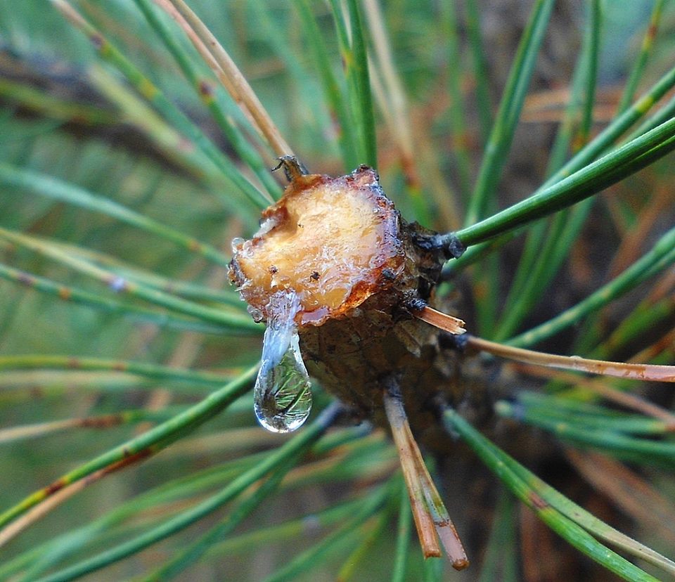 Pine Resin - Sap PineNutOil.org