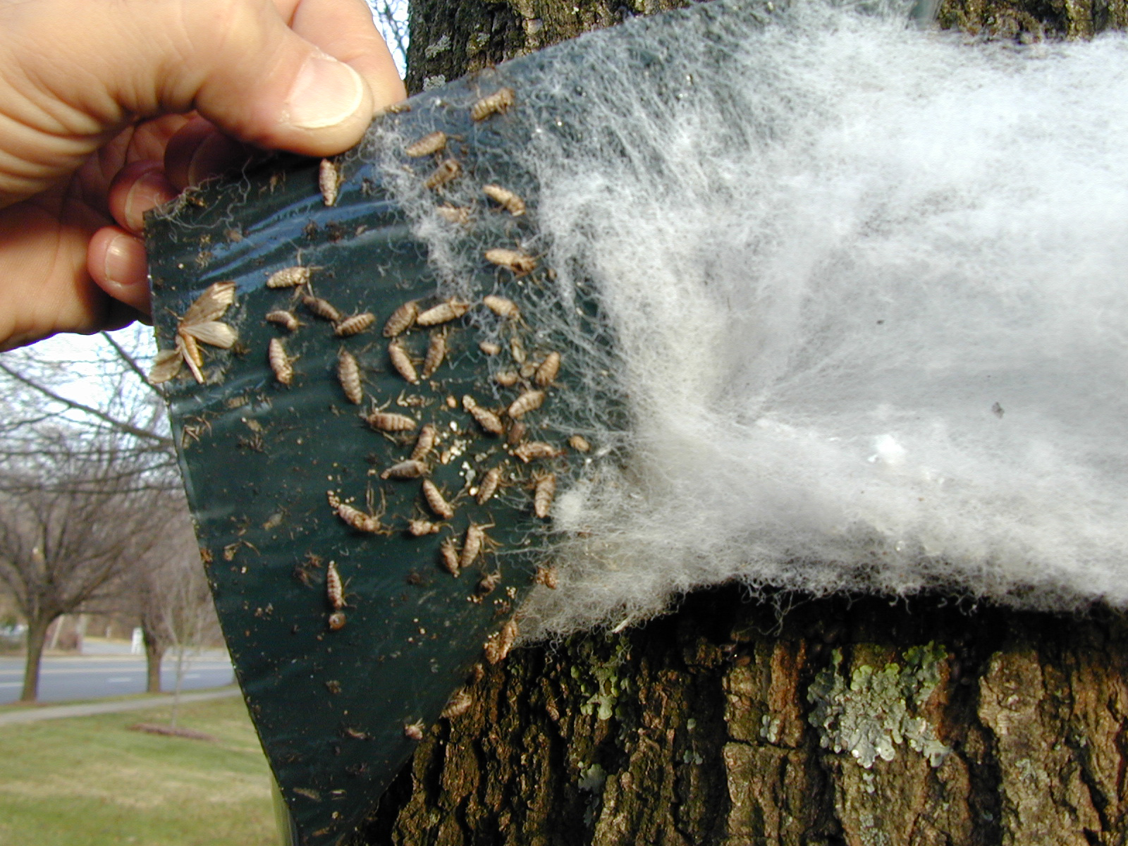 Thousands of egg laden female cankerworms stopped from laying eggs