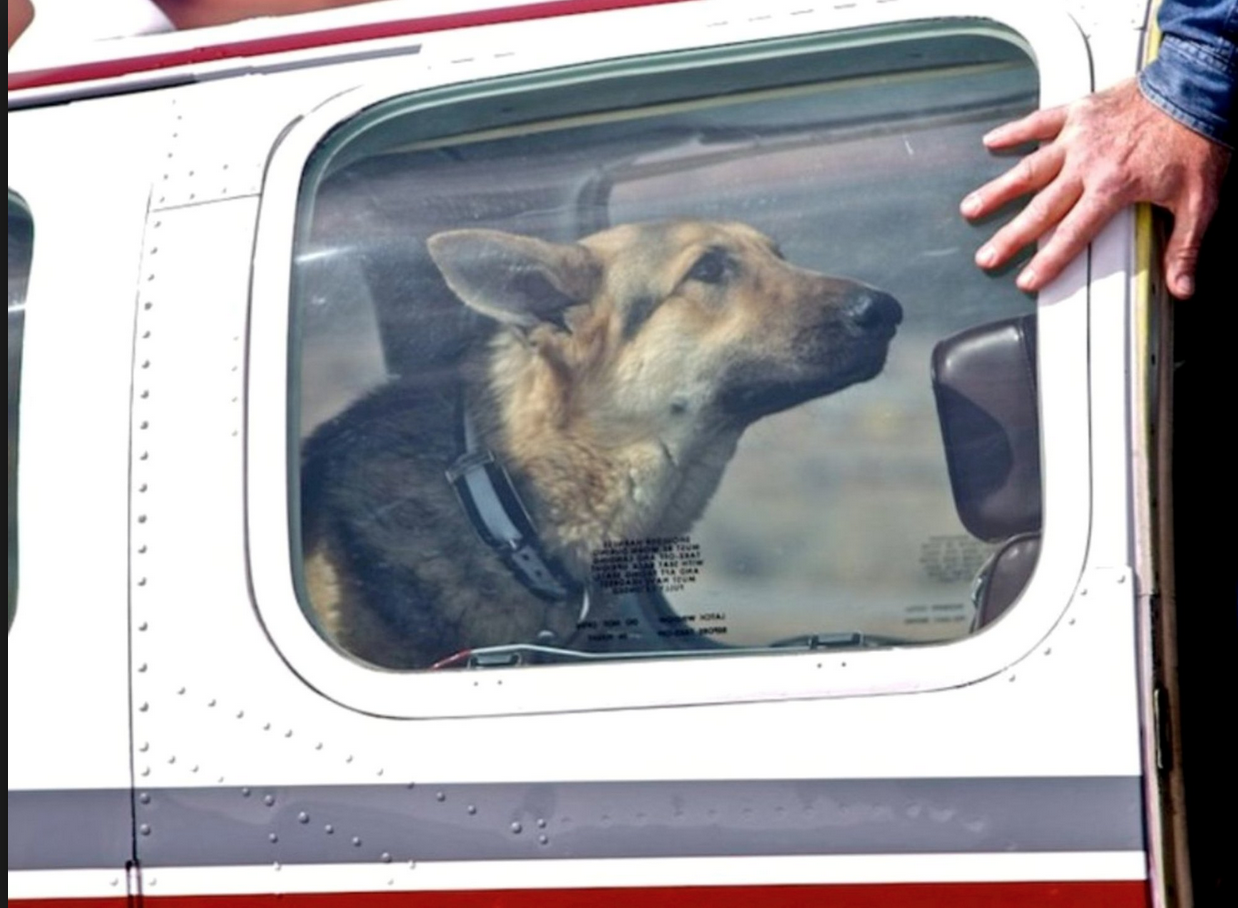 Pilots N Paws joined Animal Aid USA to rescue 531 dogs earmarked for euthanasia from the Fort Stewart, Georgia Kennel and others throughout Georgia Oct. 5, 2013.