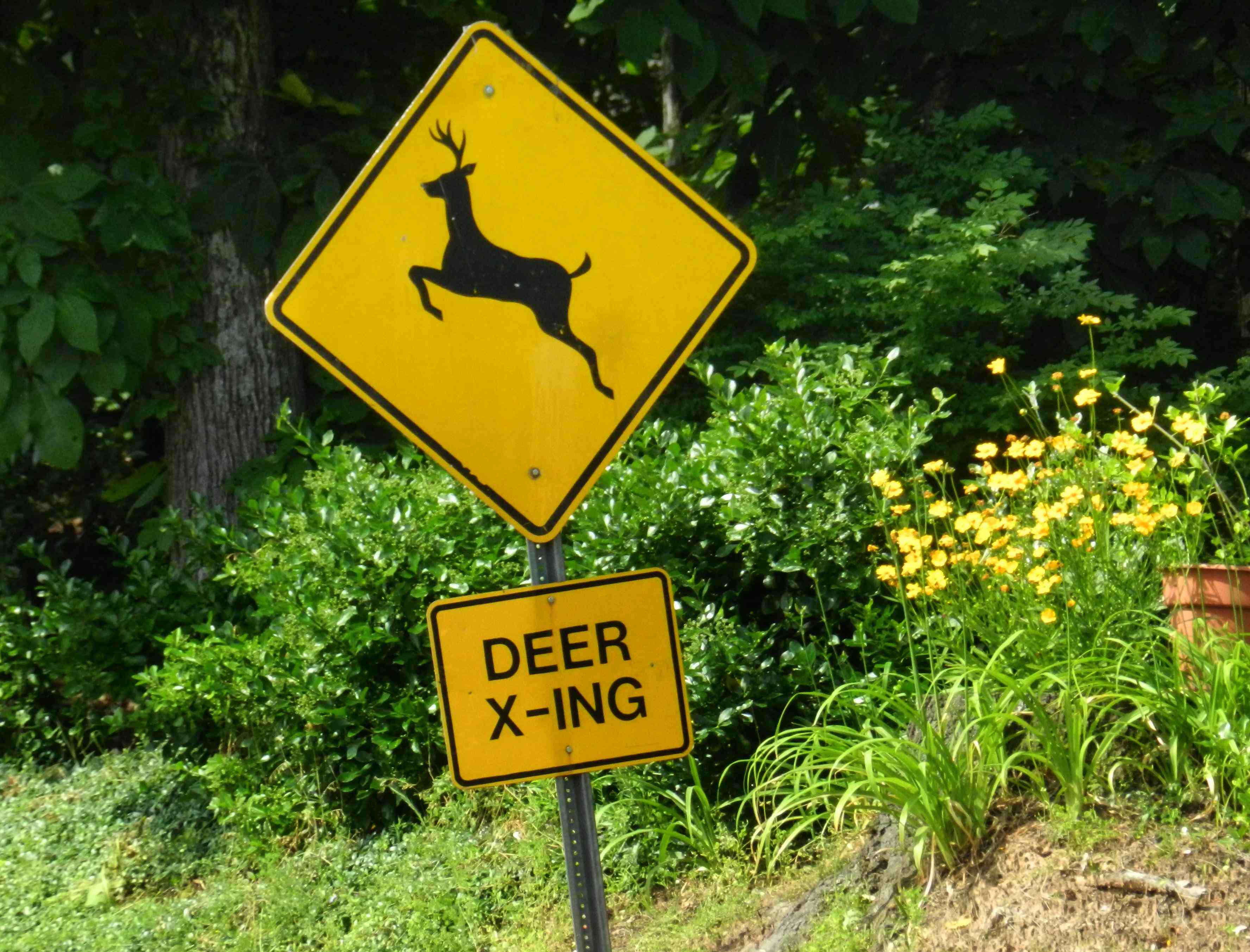 Drivers who see a deer or moose crossing sign should be extra alert and slow down.