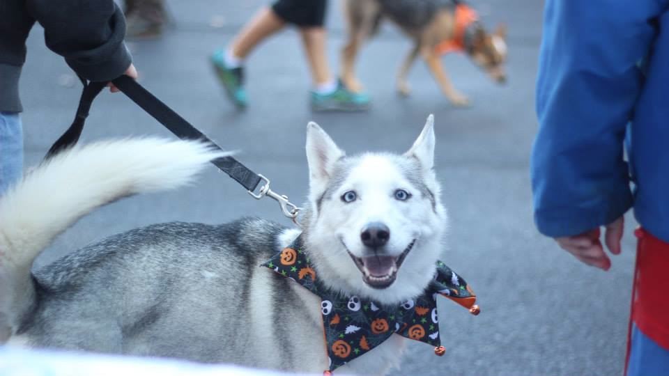 Fox Chase Cancer Center's "Paws for the Cause" event was filled with smiles.