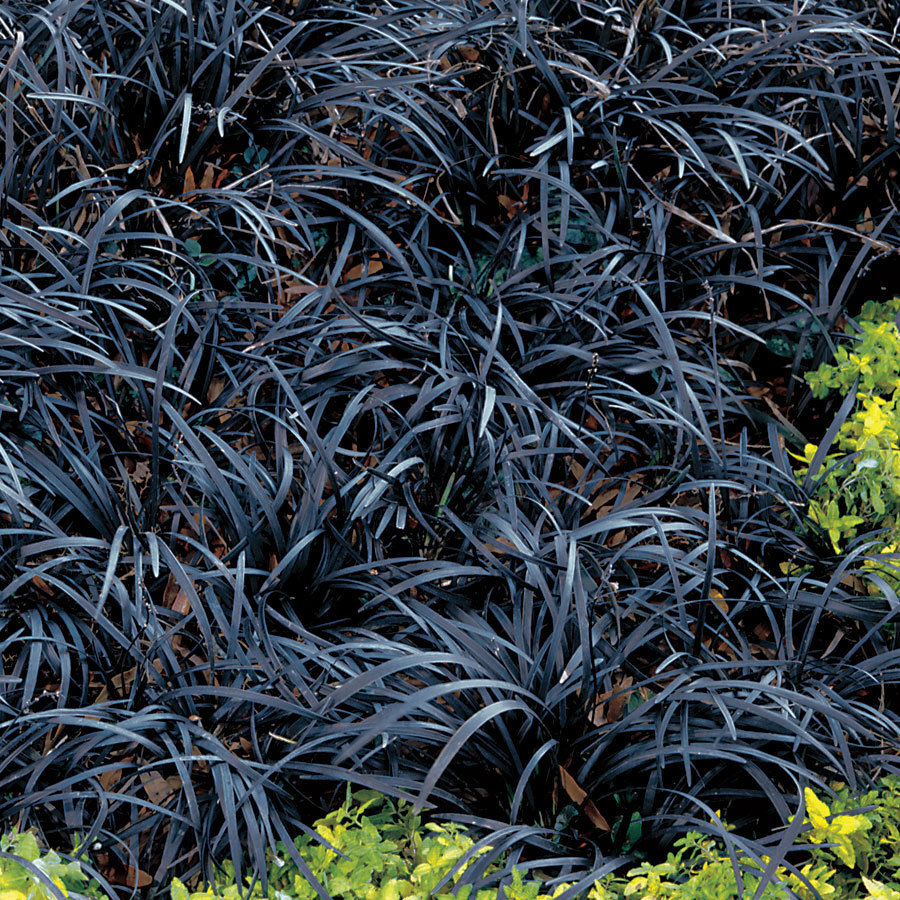 Black Mondo grass from Costa Farms