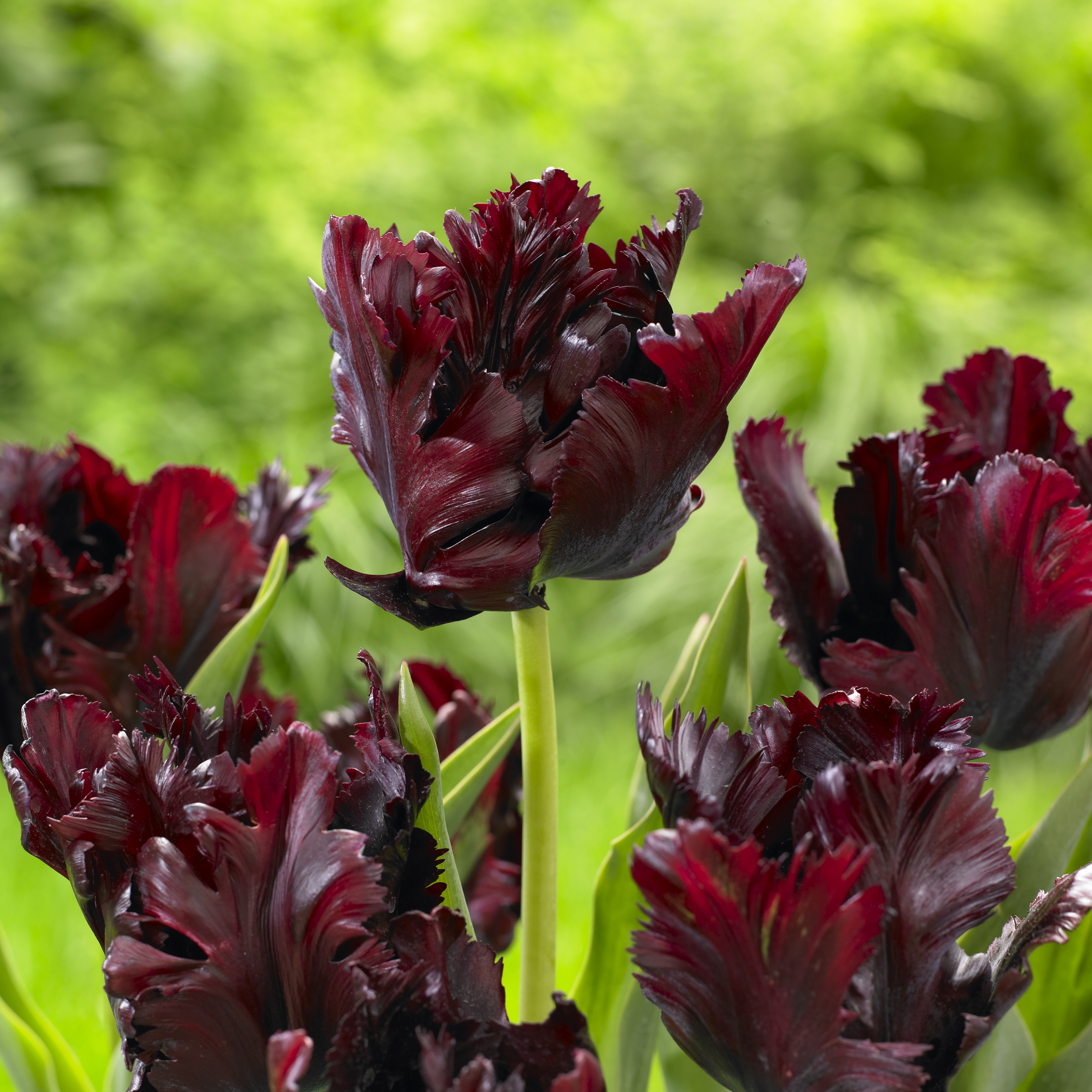 Black Parrot tulip from Longfield Gardens