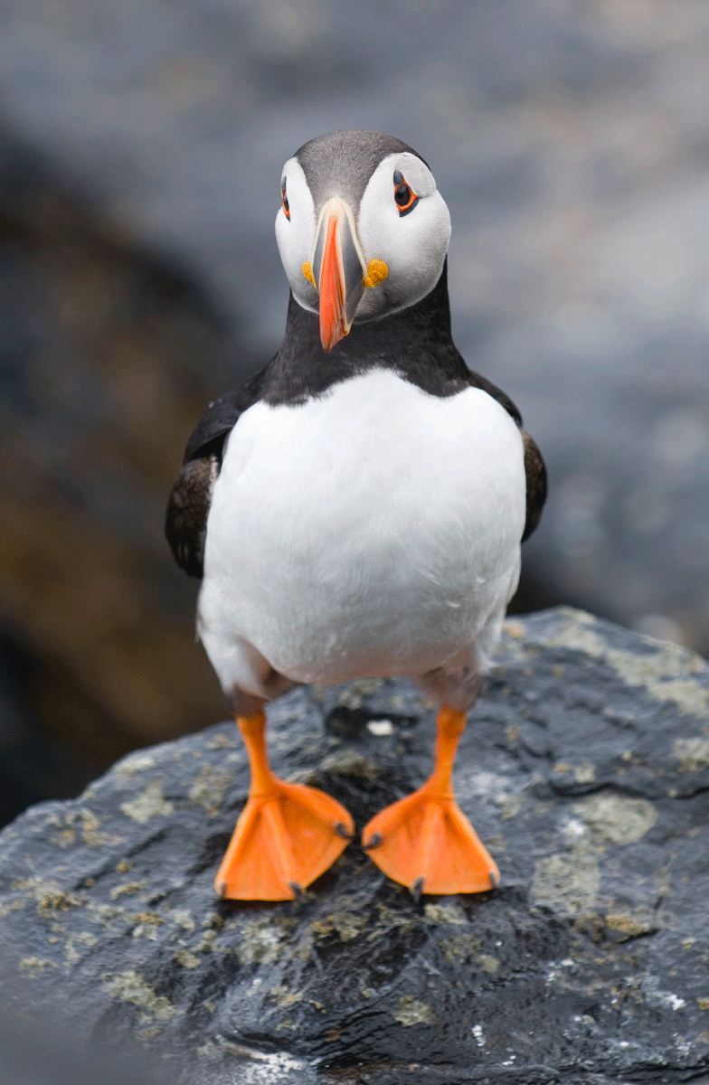 A colorful puffin.