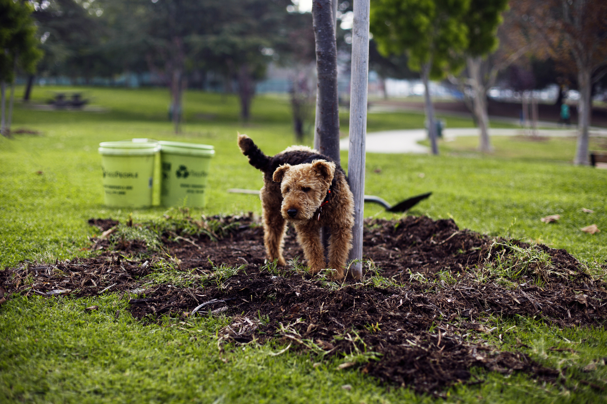 Four-legged Volunteer at Healthy Spot, The Honest Kitchen and TreePeople Event
