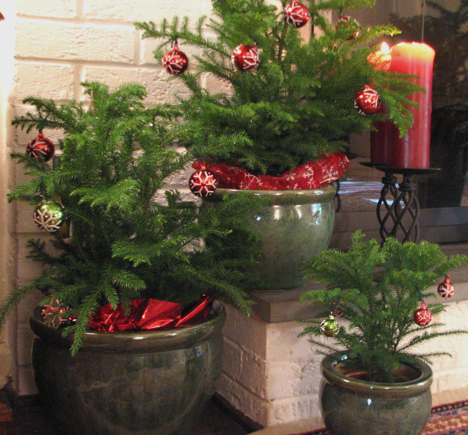 Perfect for teachers, college students or apartment dwellers, Costa Farms’ Norfolk Island Pine is the living green gift that is both inexpensive and eco-chic.