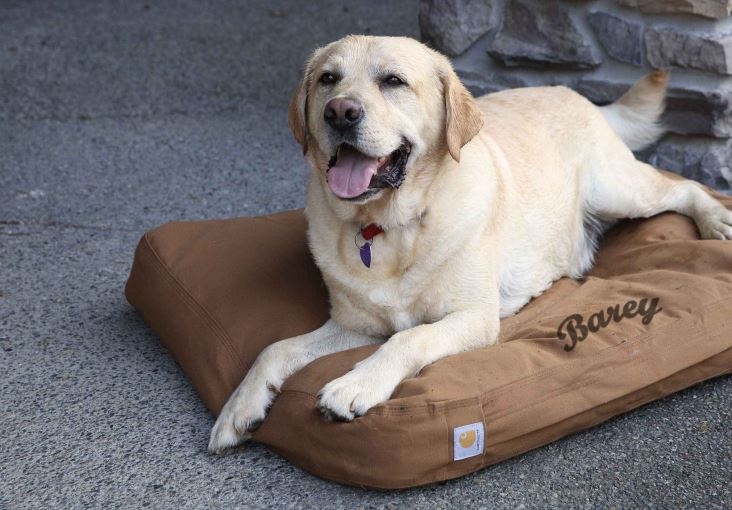 Carhartt fans can customize a comfy dog bed for their furry friend!
