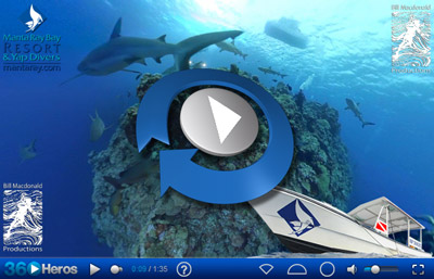 Interactive 360 Shark Video - Holy Sharks!