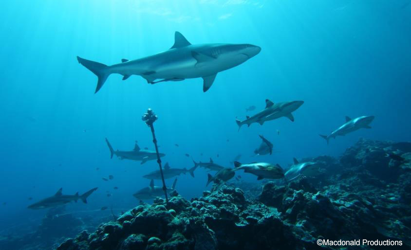 Over 30 sharks swam around the 360Heros 360 Video gear