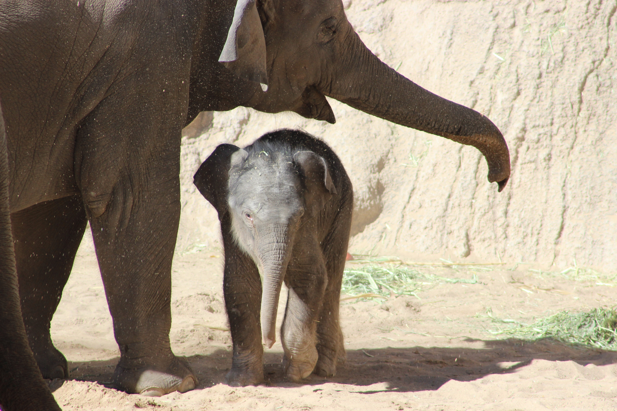 Albuquerque Celebrates New Elephant Calf; Baby ‘Jazmine’ Healthy and ...