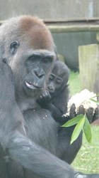 Western Lowland Gorilla Blackpool Zoo