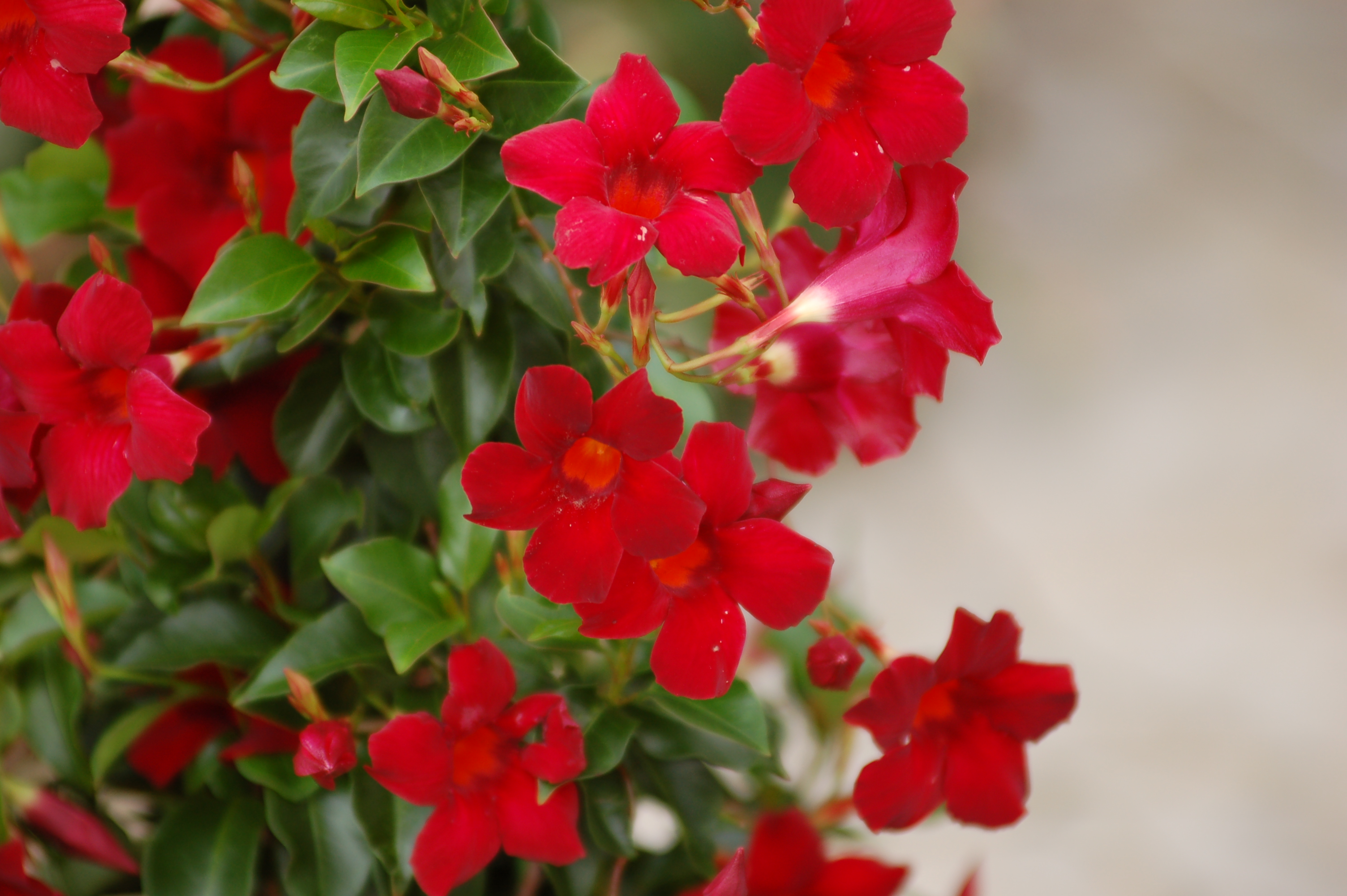 Sun Parasol Pretty Deep Red looks great in urns, baskets, and window boxes.