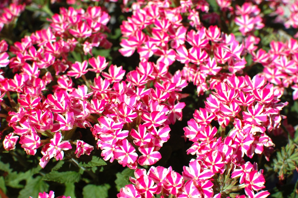 Sweet and sassy Temari Candy Stripe verbena is a workhouse in the garden.
