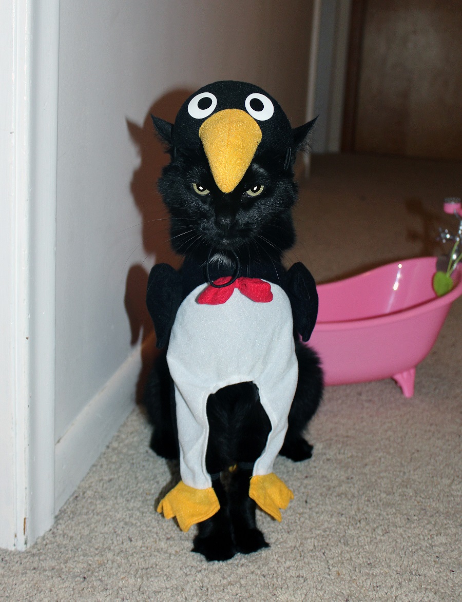 2nd place winner - Penguin Cat