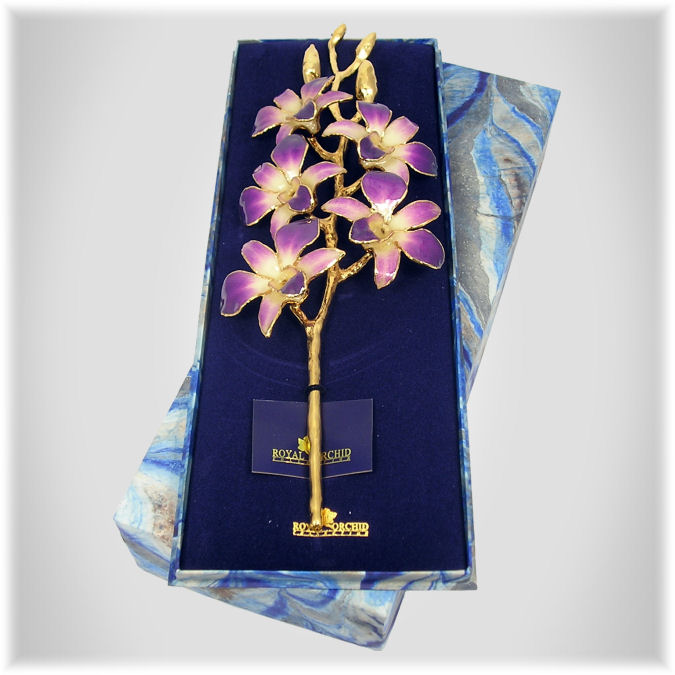 The Elegant Orchid Symbolizes Love, Beauty, and the Perfect Human Being.