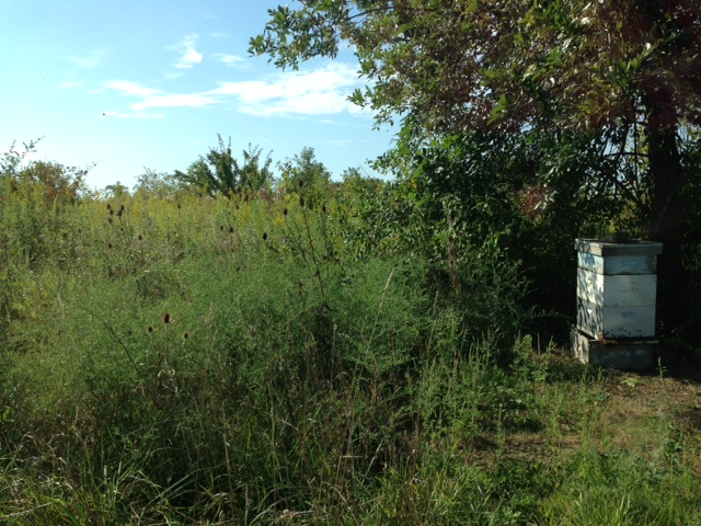 Bees forage at Clover Blossom Honey bee yard owned by Indiana commercial beekeeper, Dave Shenefield