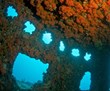 Scuba Dive the Florida Keys Reefs