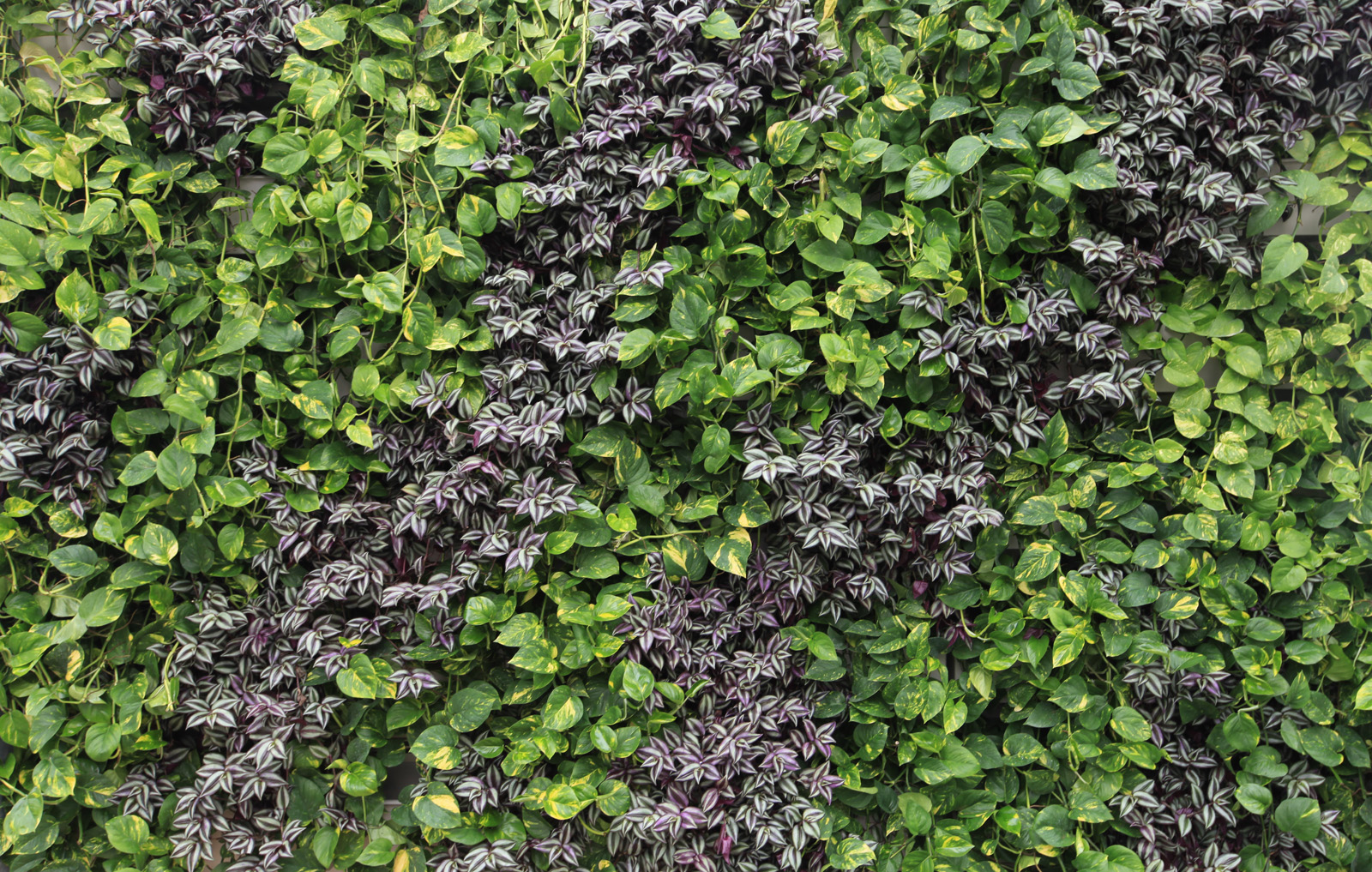 LiveWall Indoor Living Wall System