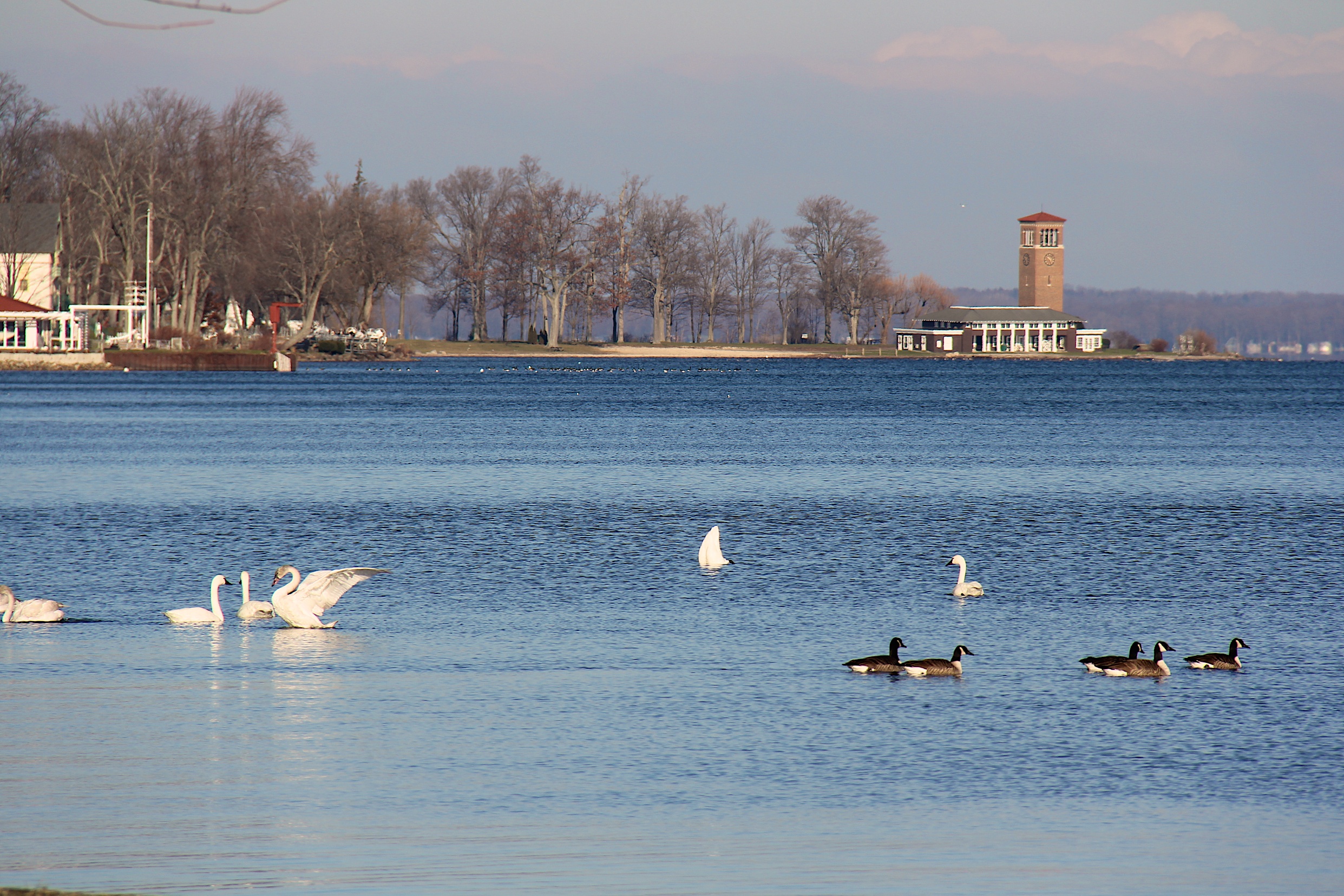 Trumpeter Swans on Chautauqua Lake, New York